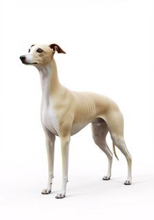 italian-greyhound-stand
