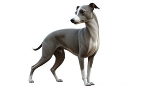 elegant italian greyhound