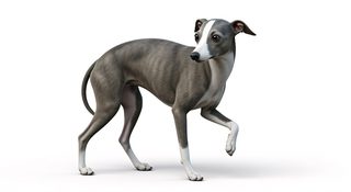 italian-greyhound-dog