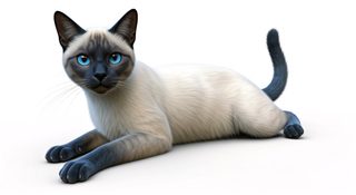 siamese-cat-pose