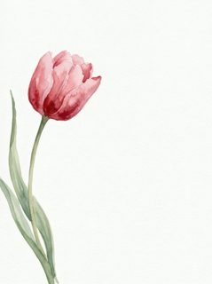 watercolor red tulip
