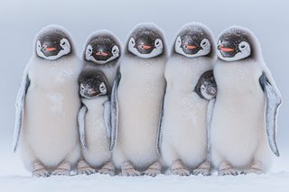 Emperor Penguin Chick Lineup