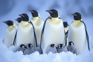 Emperor Penguins with Adorable Chicks