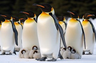 Emperor Penguins With Chicks