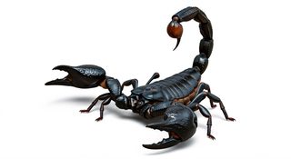 emperor-scorpion-isolated
