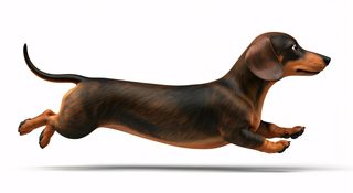 running dachshund