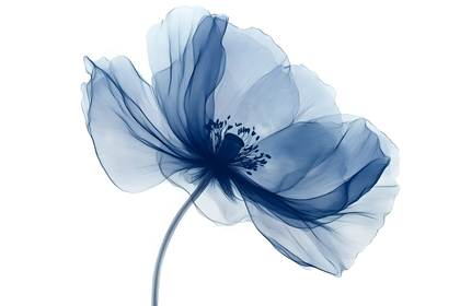 Ethereal Blue Poppy