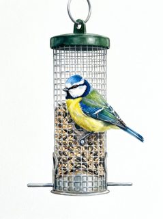 blue tit feeder