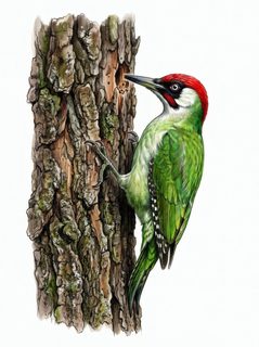green woodpecker illustration