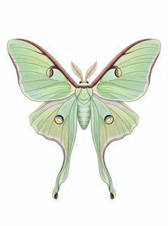luna-moth-illustration