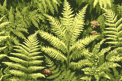 Ferns And Mushrooms