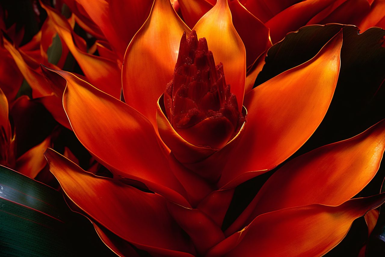 Fiery Blossom of the Tropics