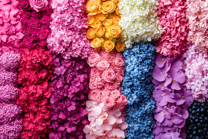 Floral Spectrum