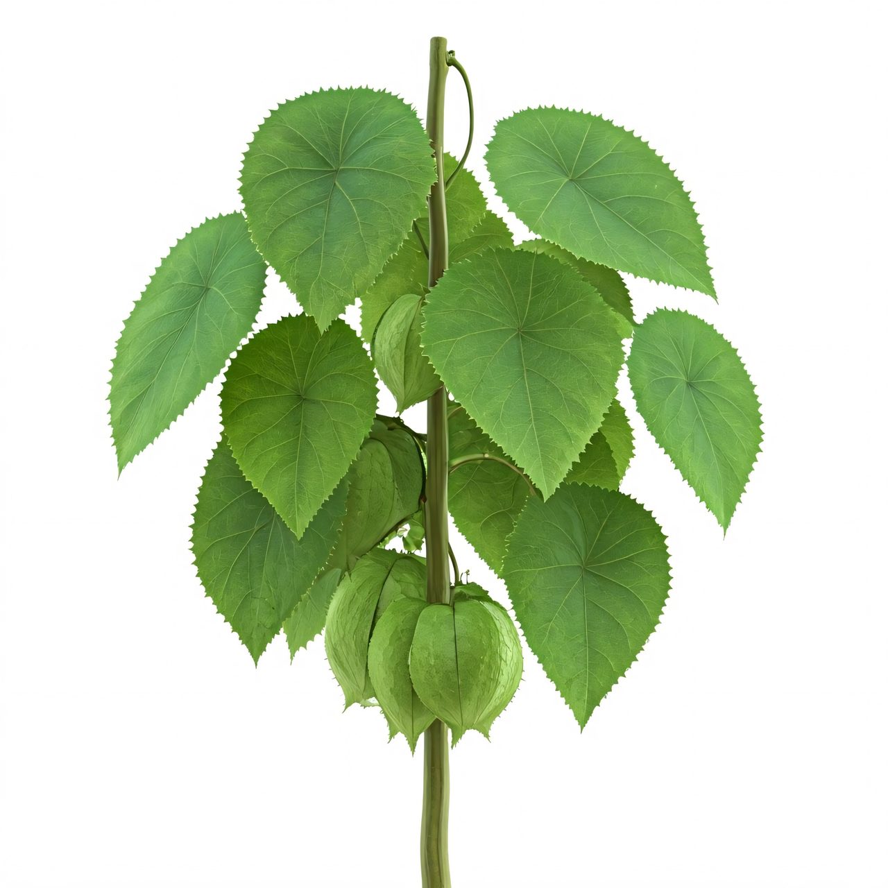 tomatillo plant branch