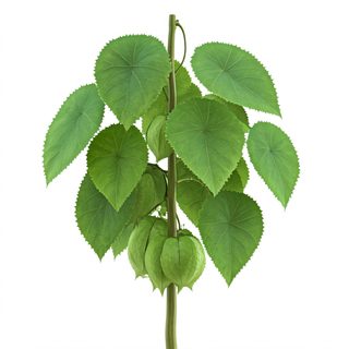 tomatillo plant branch