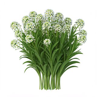 white-alyssum-flowers