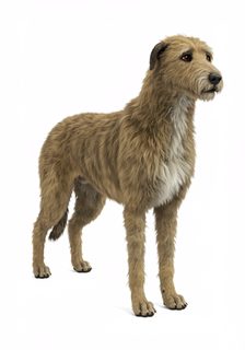shaggy irish wolfhound