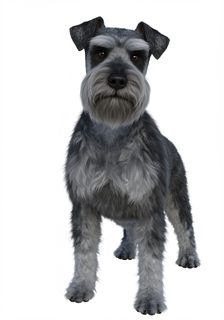 miniature schnauzer dog