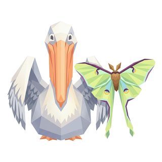 pelican and moth