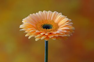 Gerbera Daisy