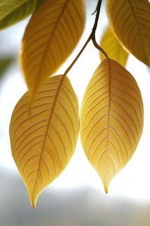 golden backlit leaves