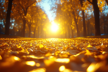 Golden Path of Autumn Leaves