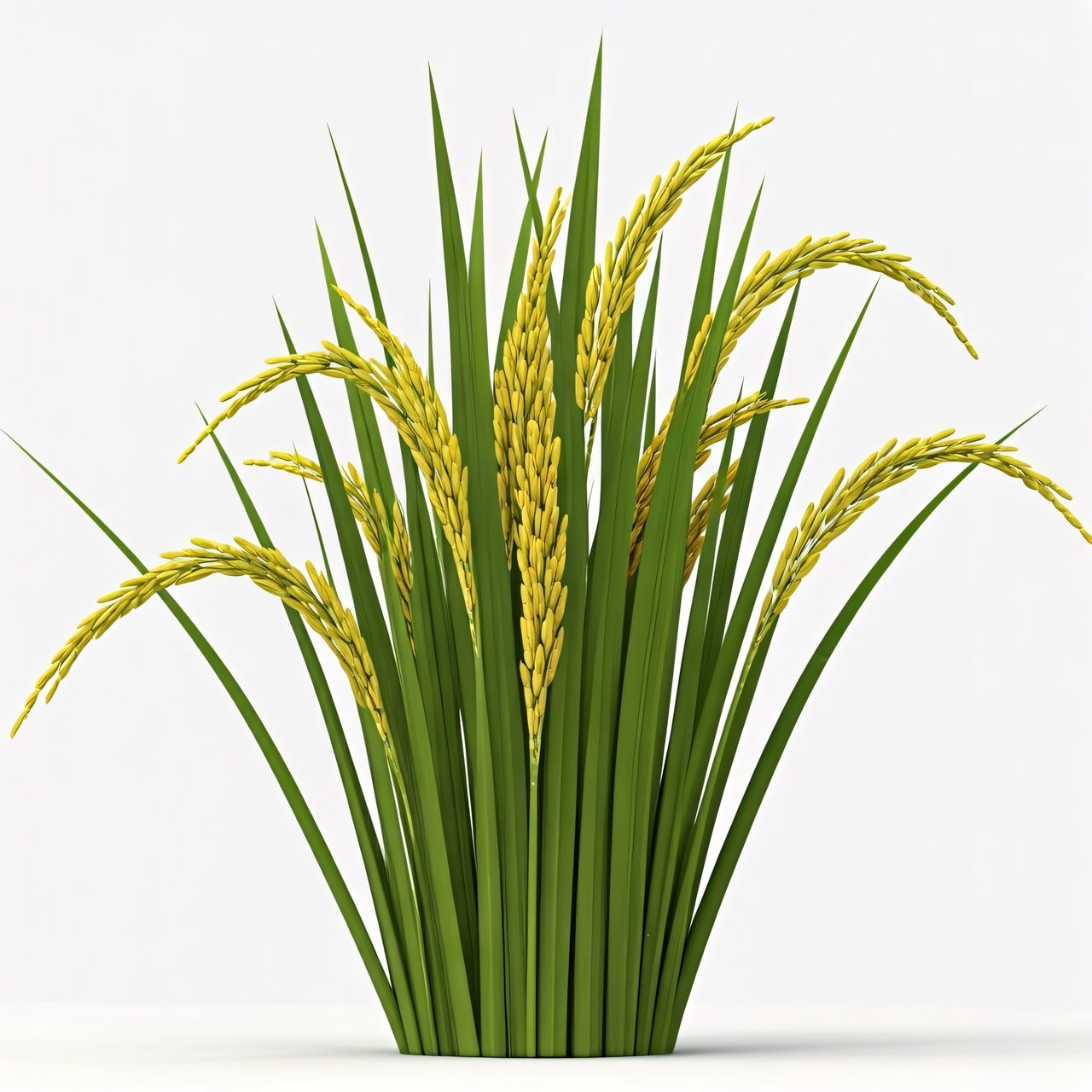 rice plant stalks