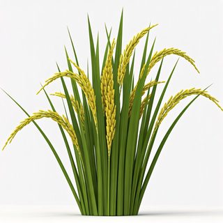 rice plant stalks