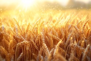 Golden Wheat Field