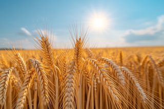 Golden Wheat Field Under a Bright Sun
