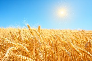 Golden Wheat Field under Clear Blue Sky