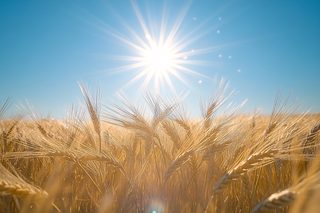 Golden Wheat Field Under the Bright Sun