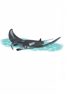 manta-ray-swimming