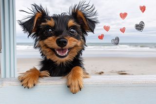 Happy Dog by the Sea