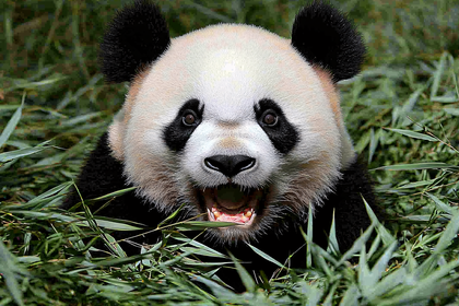 Happy Panda In Bamboo
