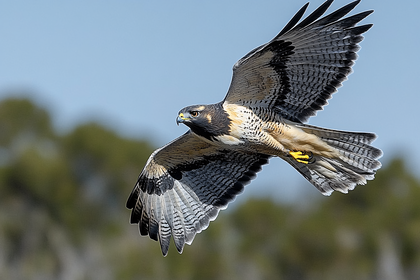 Hawk In Flight