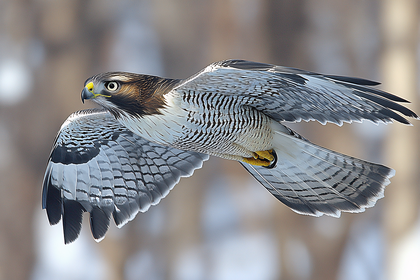 Hawk In Flight Close Up