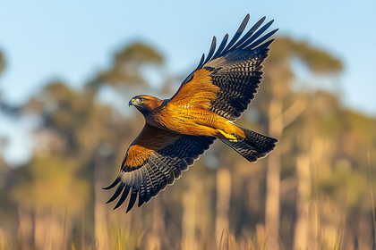 Hawk In Flight