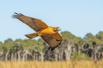 Hawk In Flight