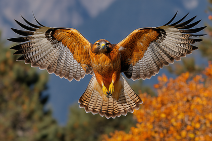 Hawk In Flight
