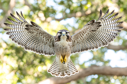Hawk Spreading Wings
