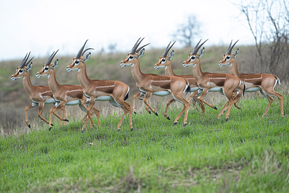 Herd Of Impalas