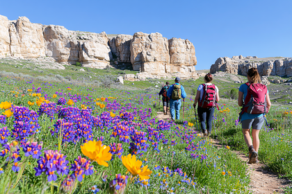 Hikers In Wildflower Meadow