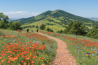 Hiking Through Wildflower Meadow