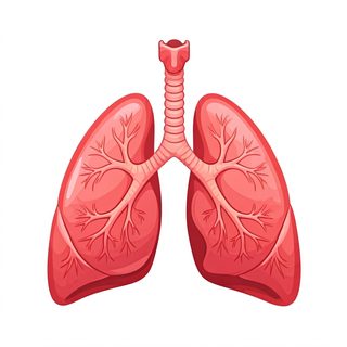 human lungs anatomy