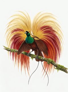 greater bird paradise
