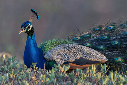 Indian Peacock with Vibrant Plumage