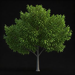 lush deciduous tree
