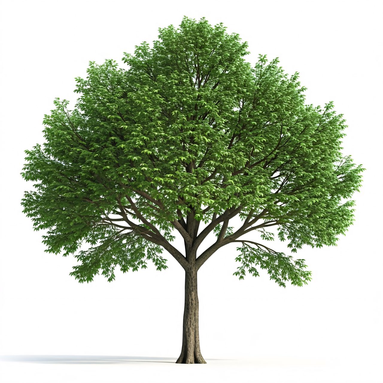 lush green tree