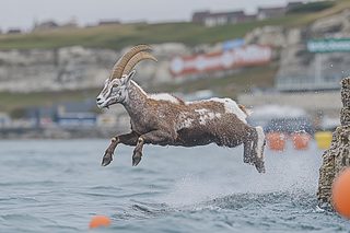 Jumping Ibex From Water